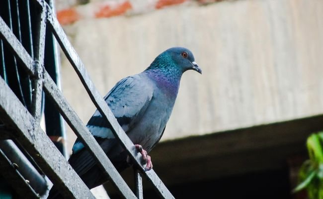 Pombo-correio: As Mensageiras Aladas