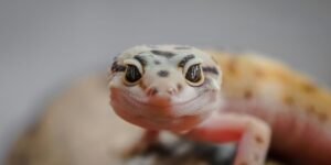 Curiosidades sobre os Animais