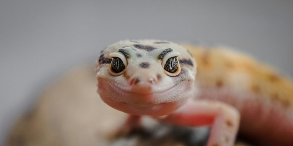 Curiosidades sobre os Animais