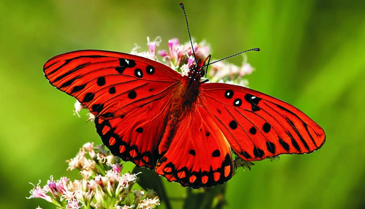 borboleta vermelha com detalhes preto