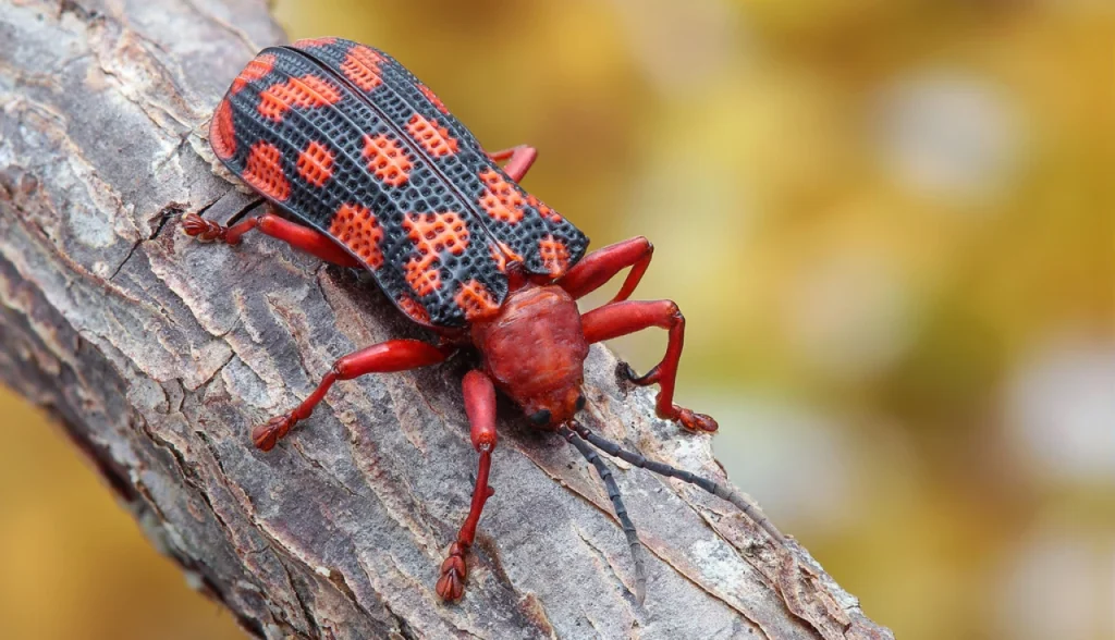 Curiosidades e Fatos Interessantes sobre os Insetos