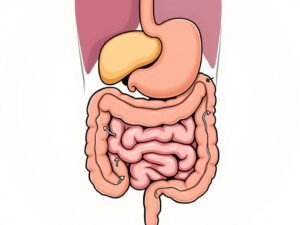 Como funciona o corpo humano?