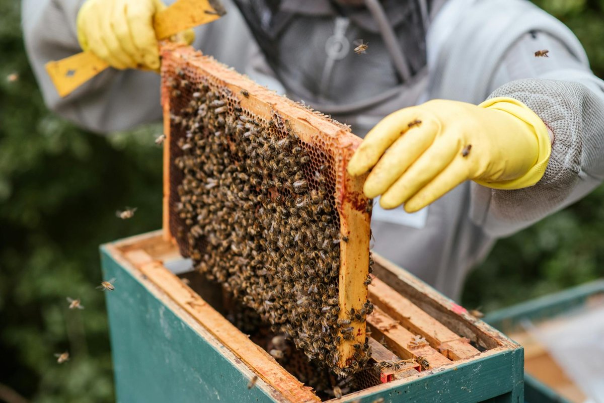 Você sabia que o mel nunca estraga? 4 crop farmer taking honeycomb from beehive