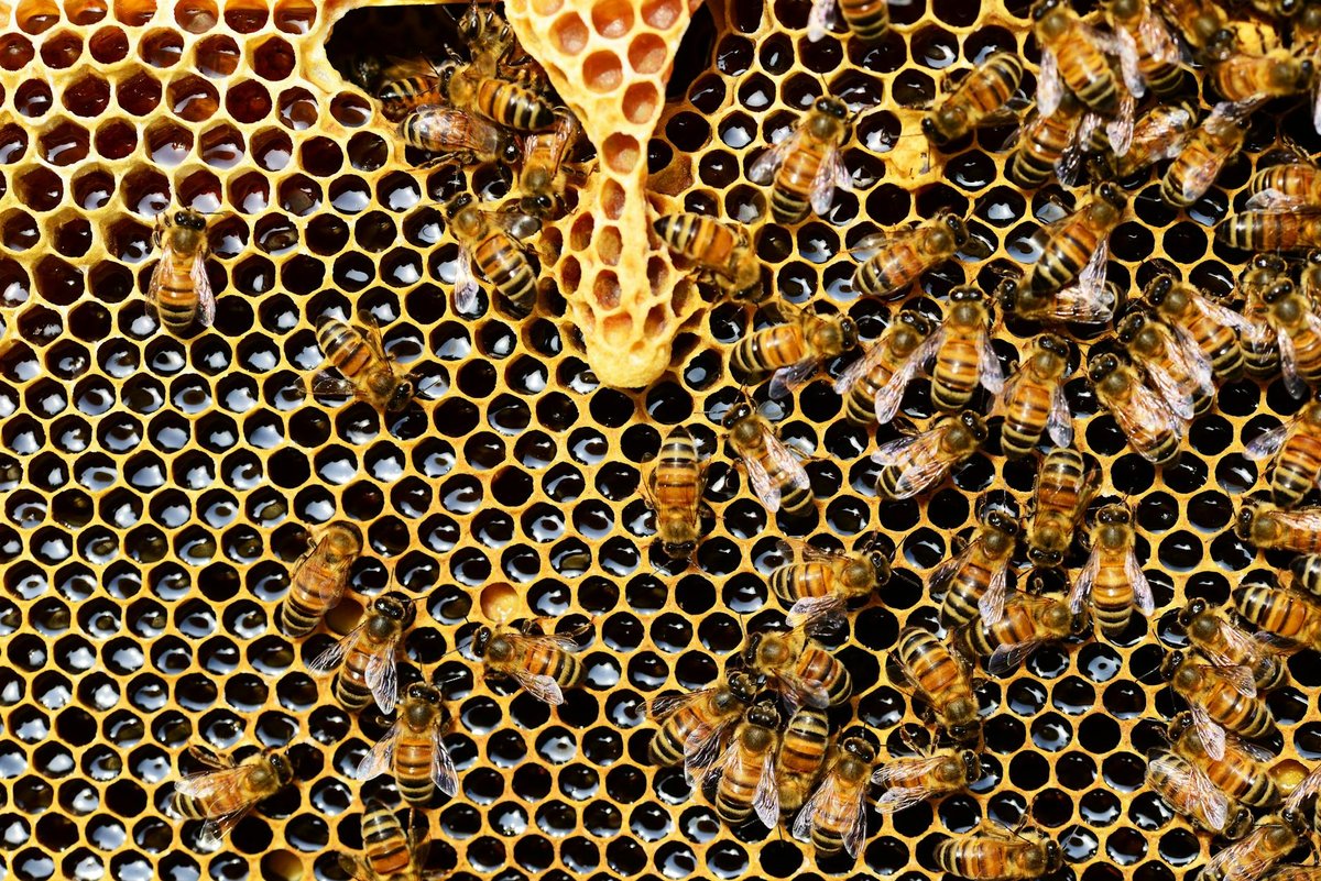 Você sabia que o mel nunca estraga? 3 top view of bees putting honey