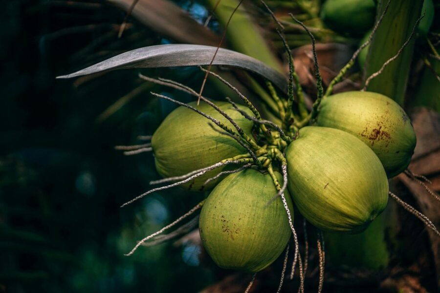 Curiosidades sobre o Coco e seus usos. - A História das Coisas
