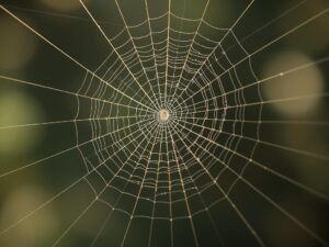 Você sabia que as aranhas podem produzir até sete tipos de seda diferentes?