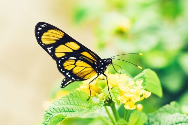 O Efeito Borboleta: Como algo pequeno muda o mundo