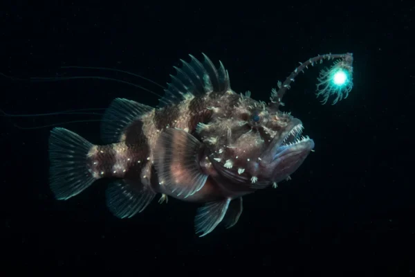 Criaturas do oceano profundo
