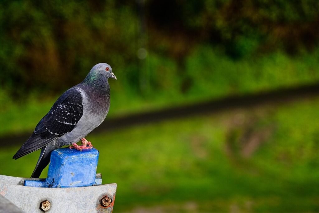 Pombo-correio: As Mensageiras Aladas