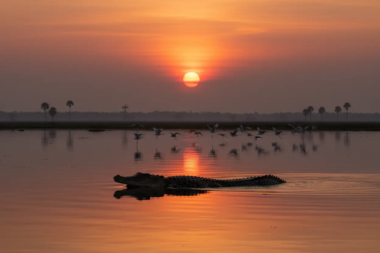 Vista aérea da Floresta Amazônica, um dos biomas brasileiros, ilustrando o que são os biomas brasileiros lista e características.