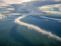 curiosidades sobre a amazon floresta e biodiversidade
