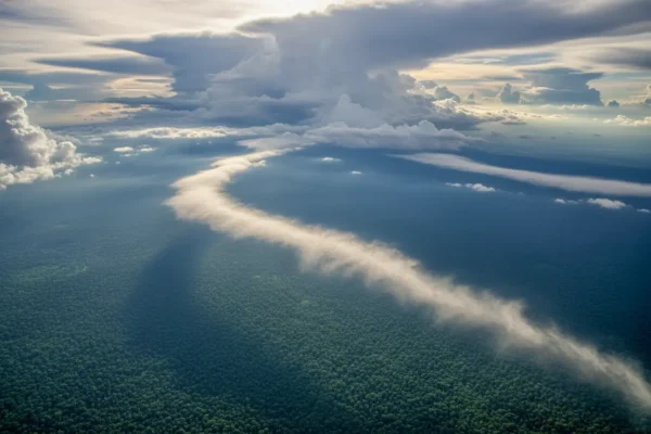 curiosidades sobre a amazon floresta e biodiversidade